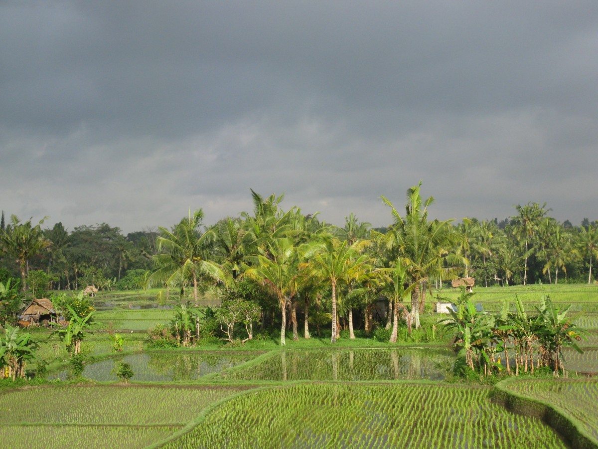 Tegalalang Rice Terraces at golden hour