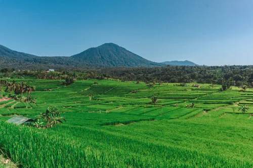 The Cool Highlands Bedugul