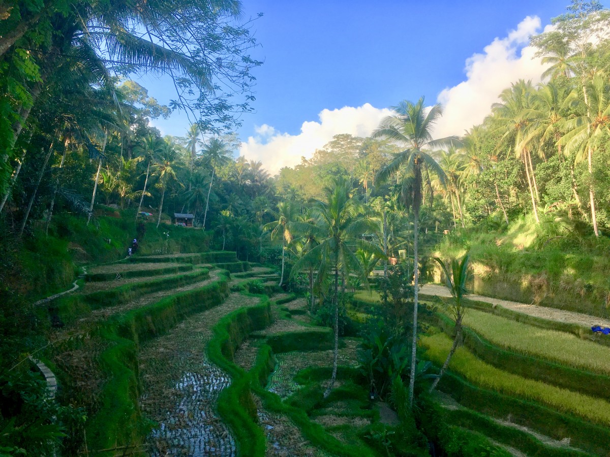 Tegalalang Rice Terraces