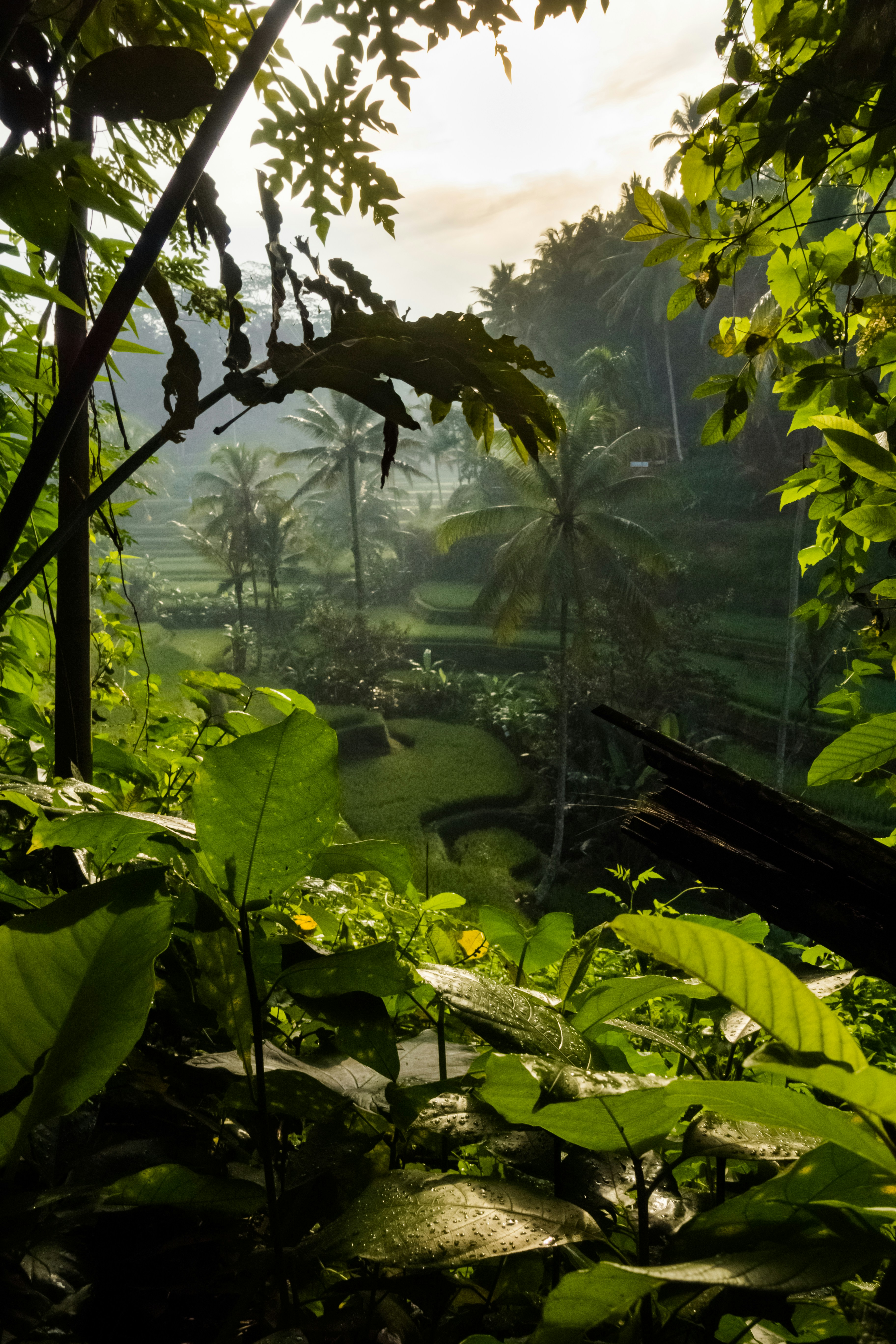 The Cultural Heart â€” Tegalalang rice terraces, Tirta Empul temple, Ubud Monkey Forest, Penglipuran village