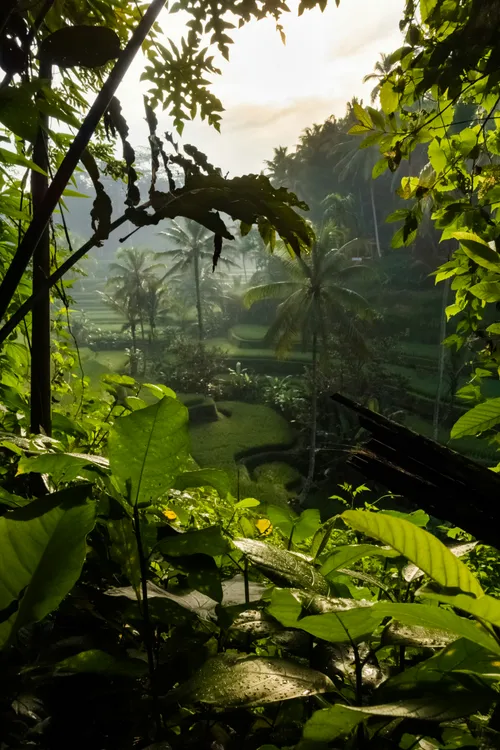 The Cultural Heart Ubud